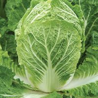 Chinese-cabbage-house-of-seeds