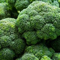 house-of-seeds-broccoli-1